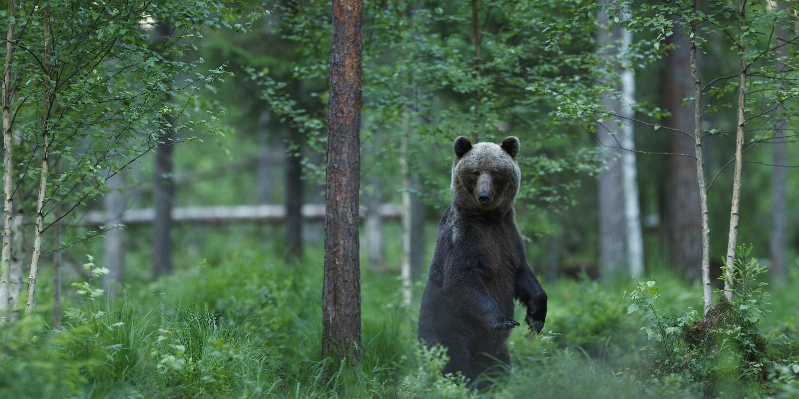 At the new Alutaguse Brown Bear Observation Hide, you are very likely to see a bear. The hide, which is located on the bank of a stream, has observati