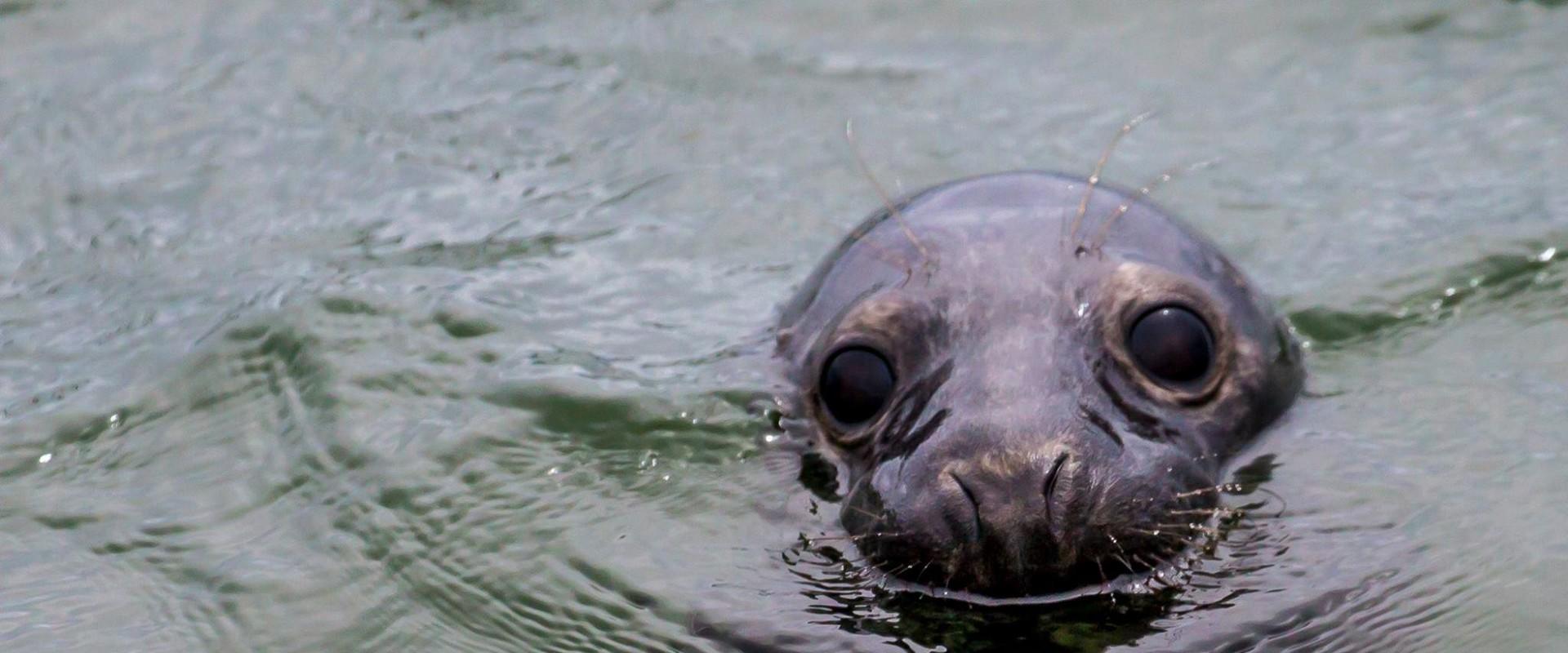 Seal-watching boat trips can be booked for groups of up to 12 people with the ship Ystävä. The observation takes place near Malusi island, starting fr