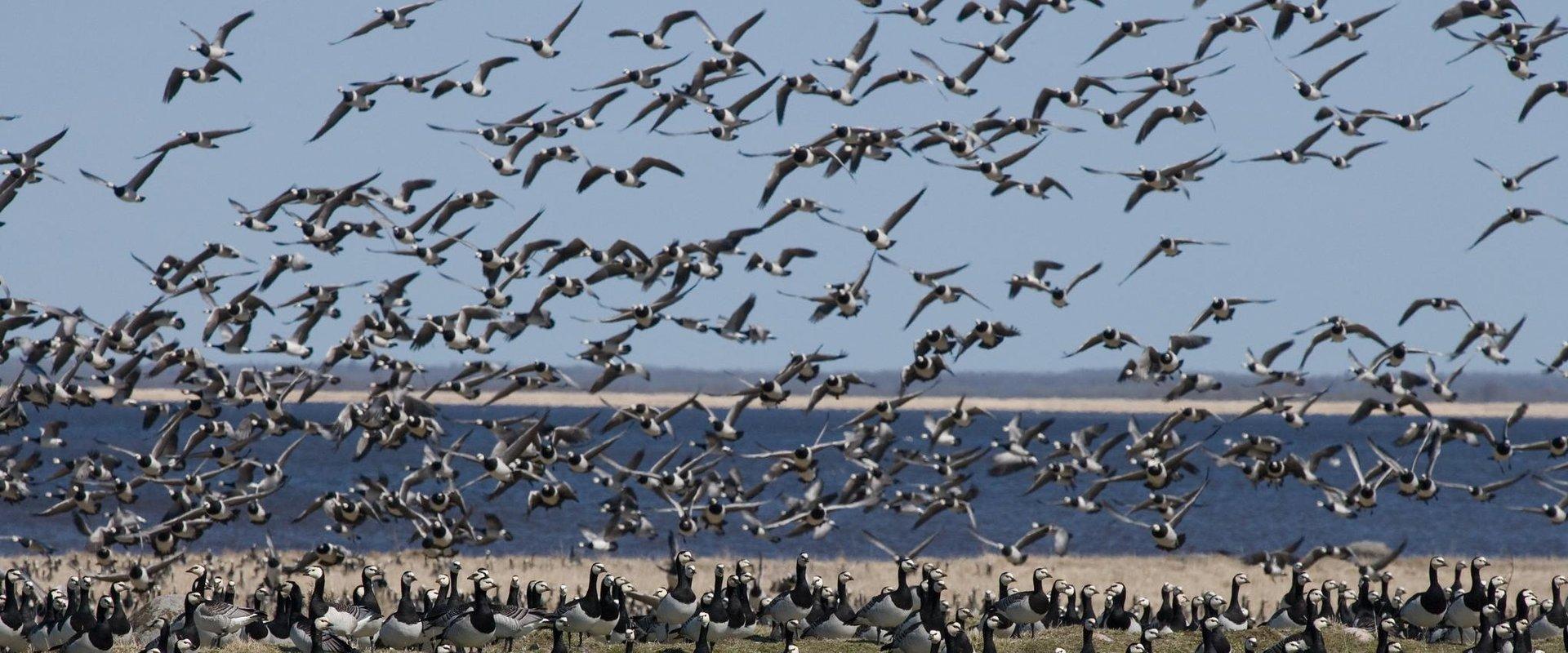 The tower is located in Vihasoo coastal meadow, the most bird-populated area of Lahemaa National Park. There, you will see the islands of the Gulf of 