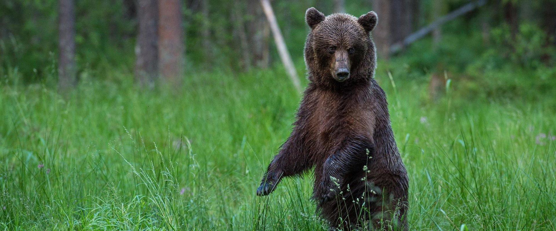 Old bear watching hides are located near Piilse, Ida-Viru County. The hides are comfortable, spacious, equipped with special photography holes, chairs