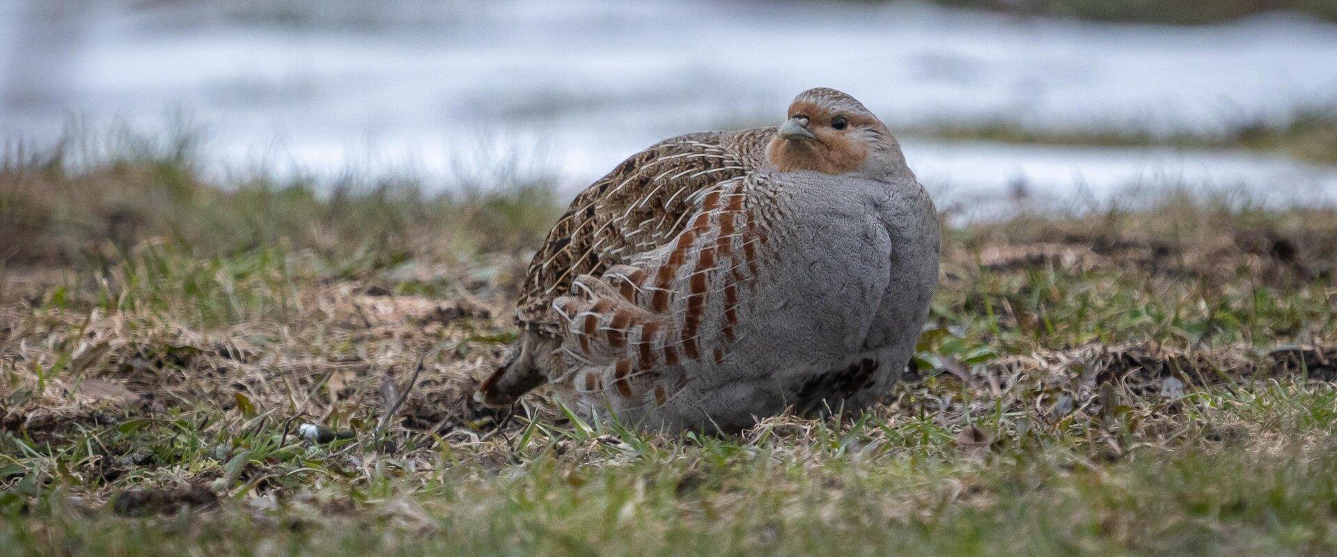 Tallinn is probably only capital in Europe that has Nature Reserve inside the city. This tour is a great introduction to Estonia’s birdlife and suitab