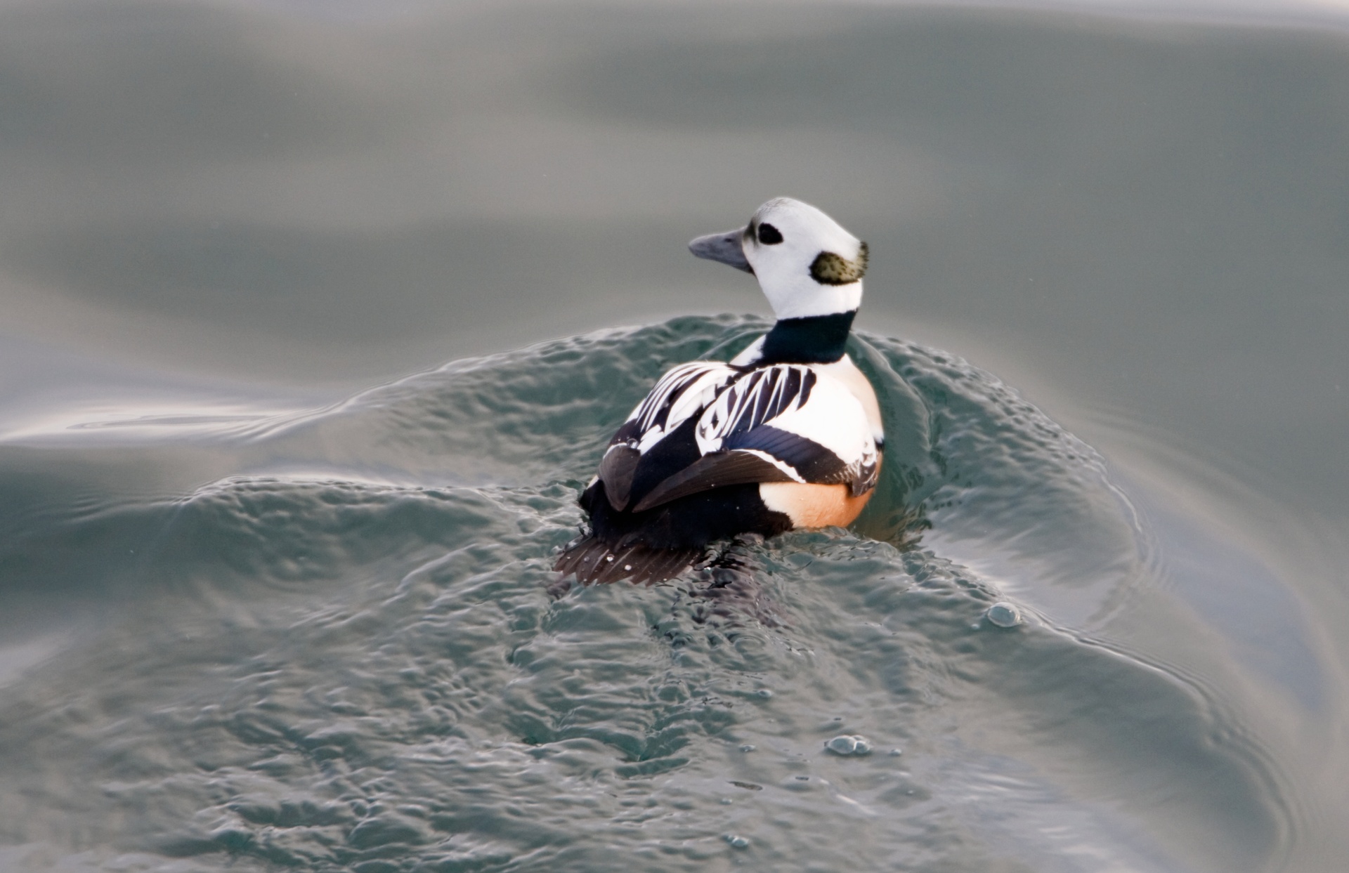 Steller's eider swimming in Vilsandi National Park