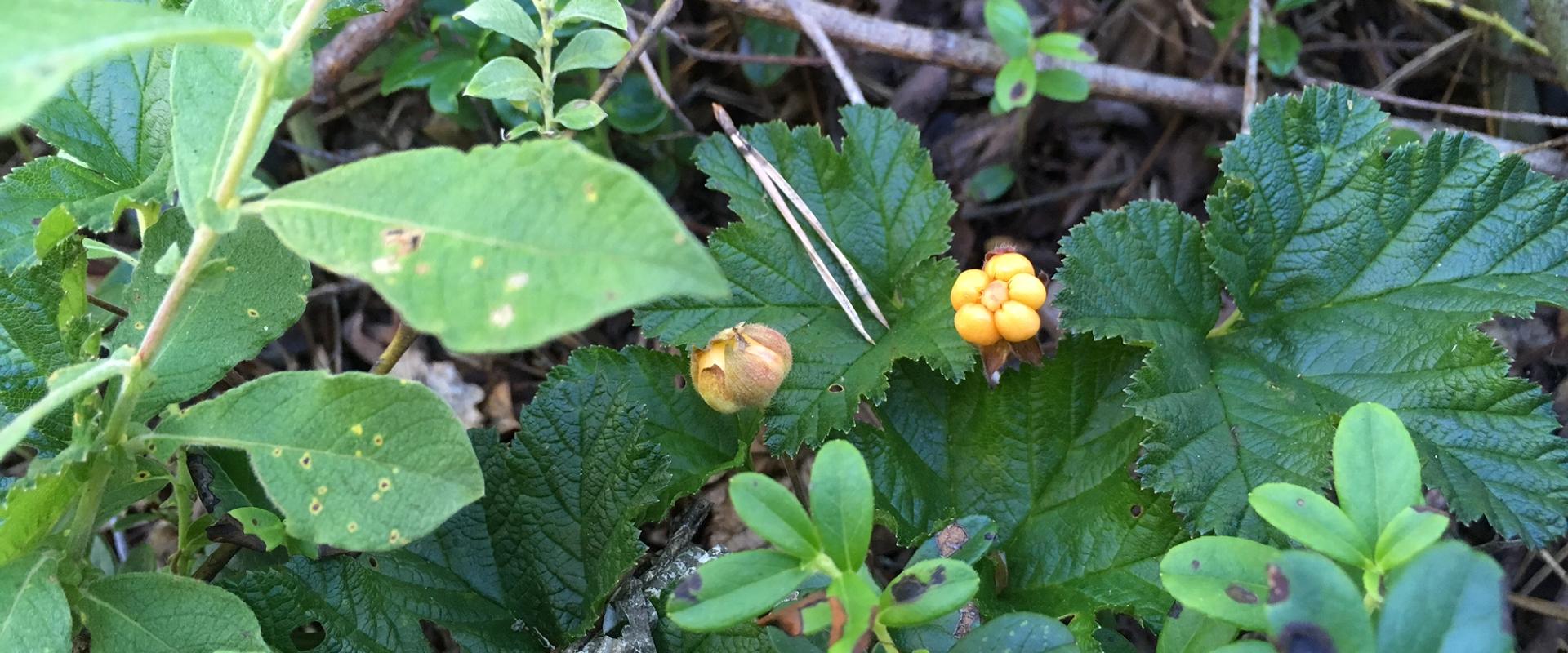 Estonians love to pick wild berries, mushrooms and other forest givings so if you really look for essence of summer in Estonia don’t look any further 