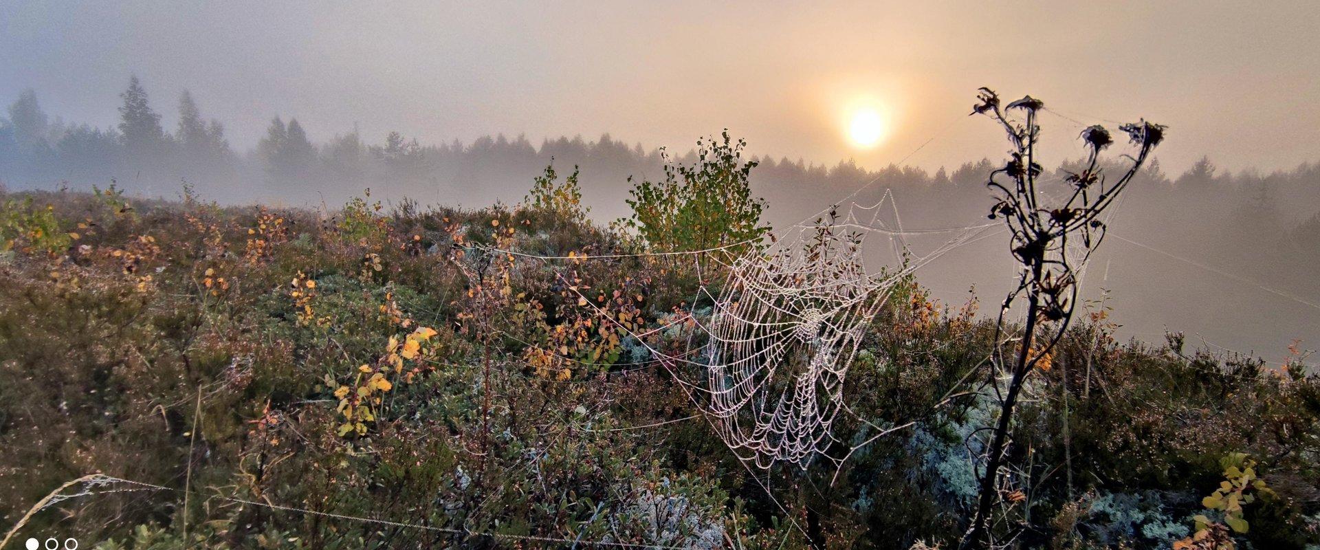 Sunrise hike and a swim in a bog lake in Northern Kõrvemaa