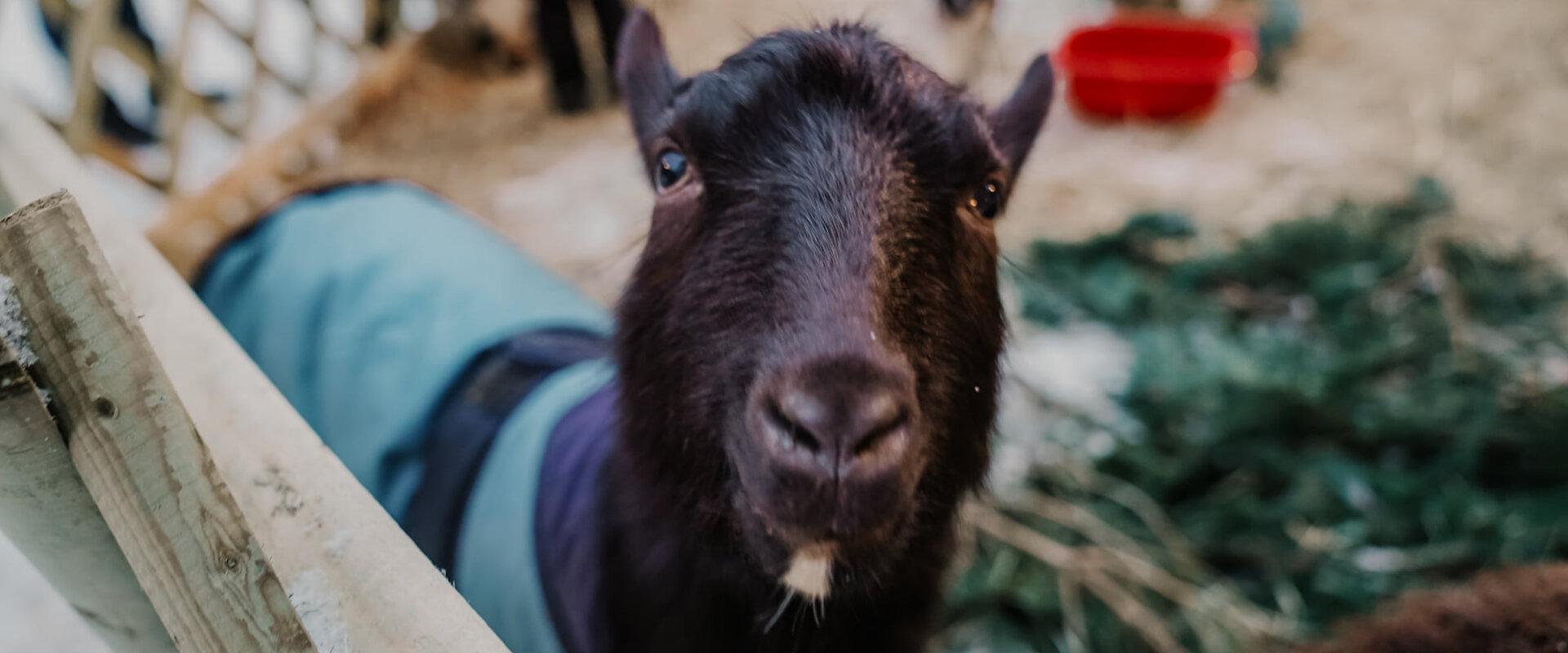 A goat at the mini zoon at the Christmas Village in Narva