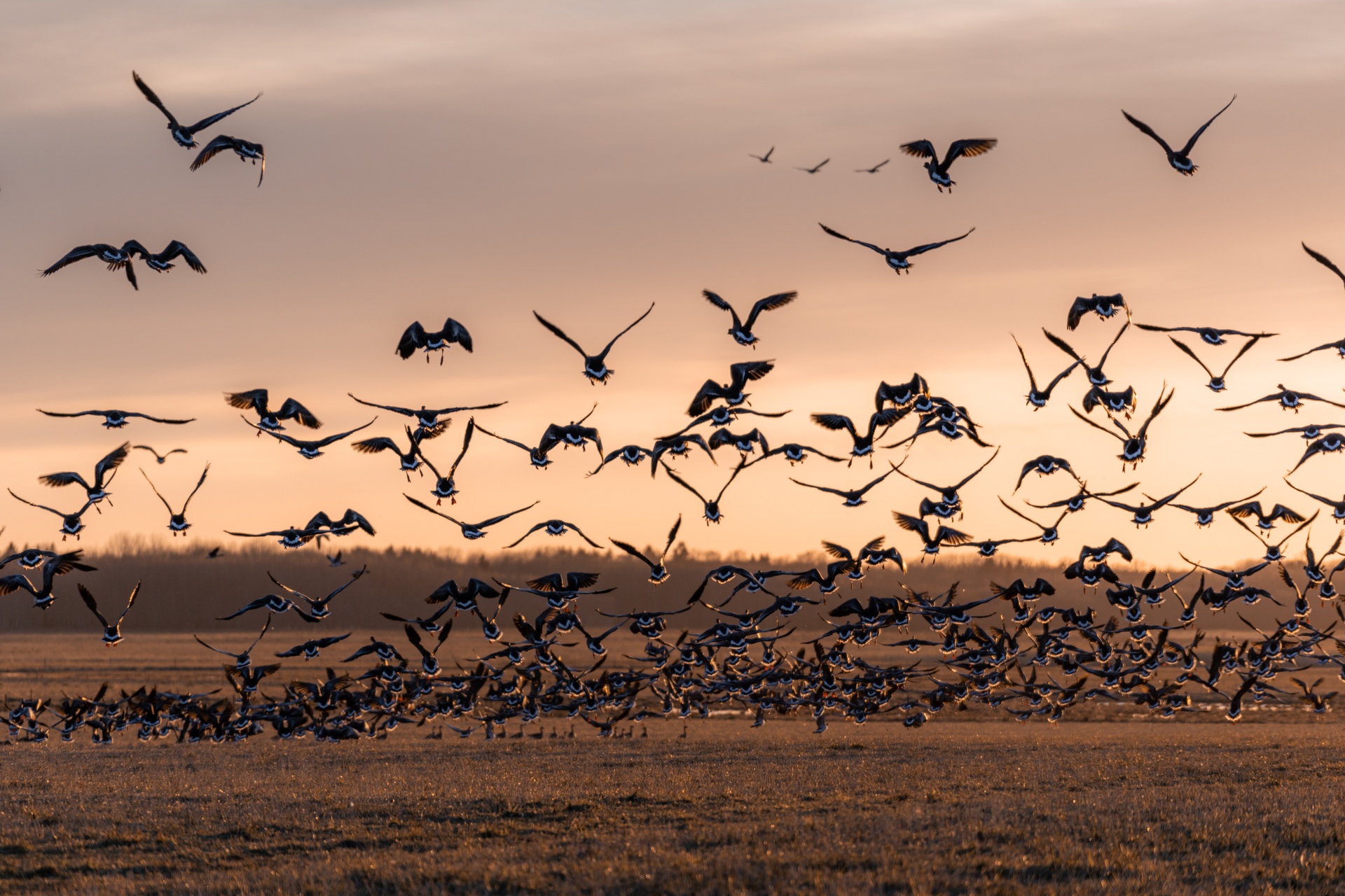 Guide to Birdwatching in Estonia