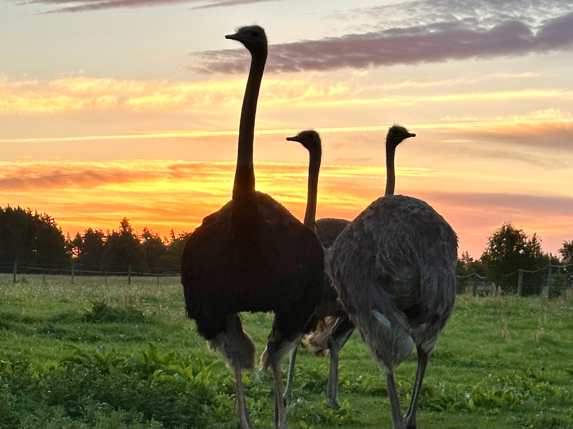 Muhu Strausu ferma ir aizraujošs dzīvnieku parks, kur dzīvo strausi, zebras, sarkanie ķenguri, valabiji, emu, alpakas, poniji un truši. Laasu fermas s