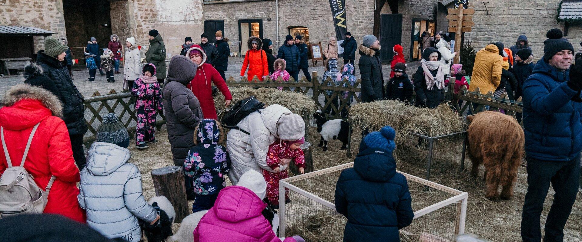 Mini cow, mini goats and hares at the mini zoo at the Christmas Village in Narva