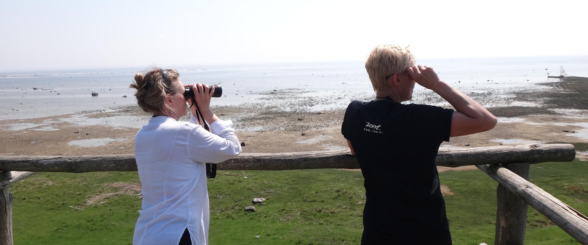 The northern coast of Pärnu Bay is very diverse, as it has birds from bogs as well as the coast: white-tailed eagles, black storks, the lesser spotted