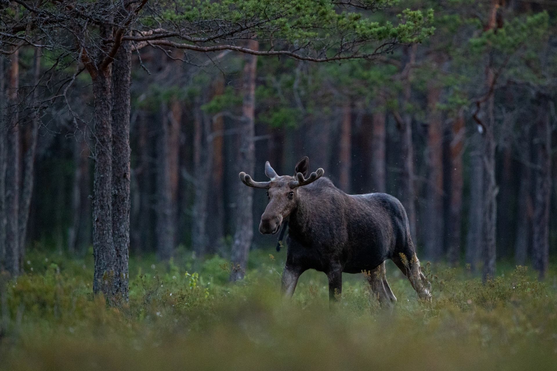 A walk on Estonias wild side