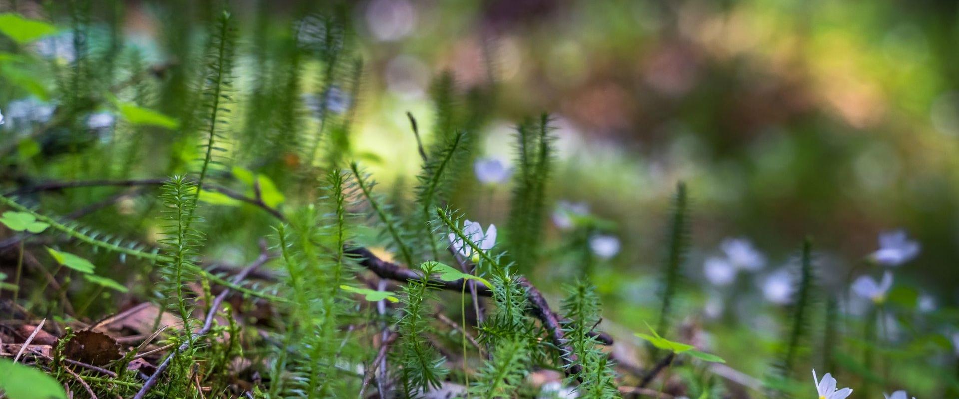 Väätsa hiking trail, which is 3 km long, is located in the Väätsa Nature Reserve in Järva County. The purpose of the nature reserve is the protection 