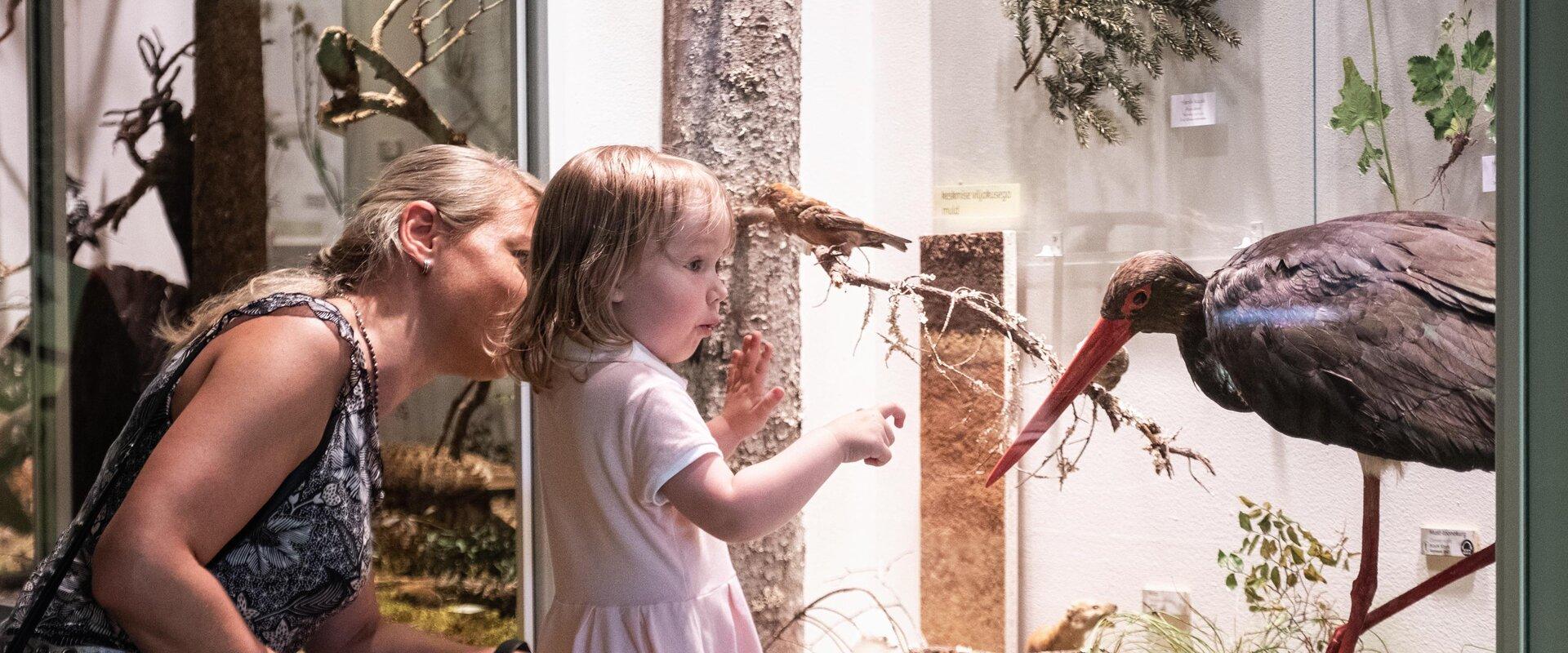 In the Estonian Museum of Natural History, the Estonian nature is at your fingertips! Various things to explore and view are spread across three floor